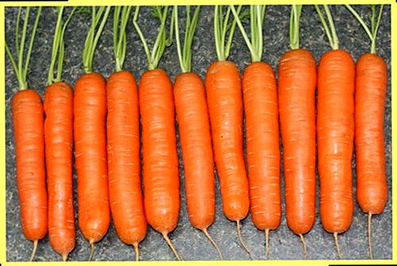 Sort Morkovi Nantskaja foto