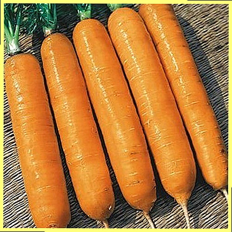 Sort Morkovi Samson foto