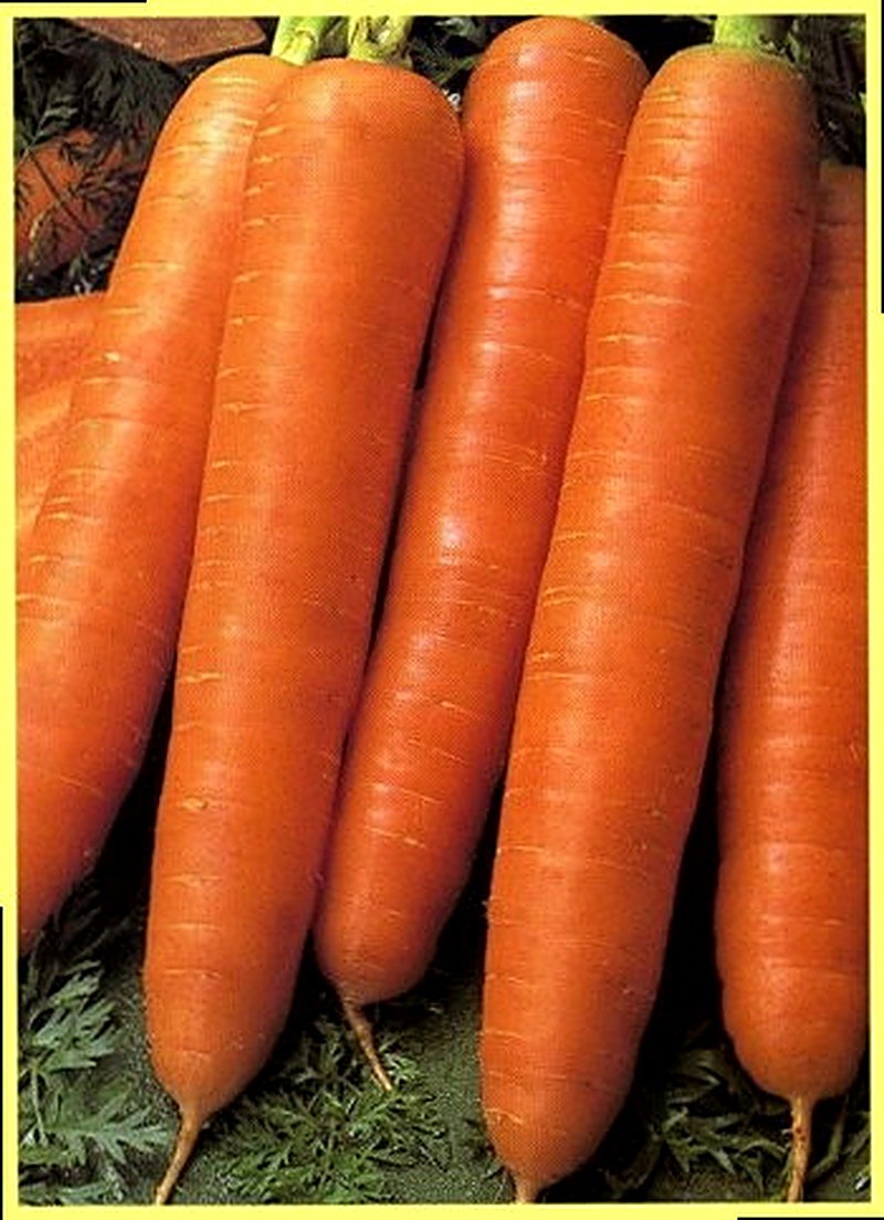 Sort Morkovi Tushon foto