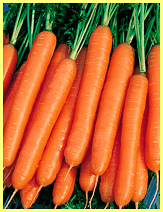 Sort morkovi Imperator foto