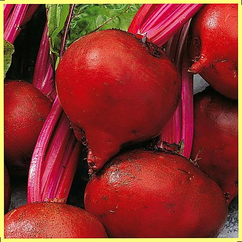 Sort svekly Borshhevaja foto