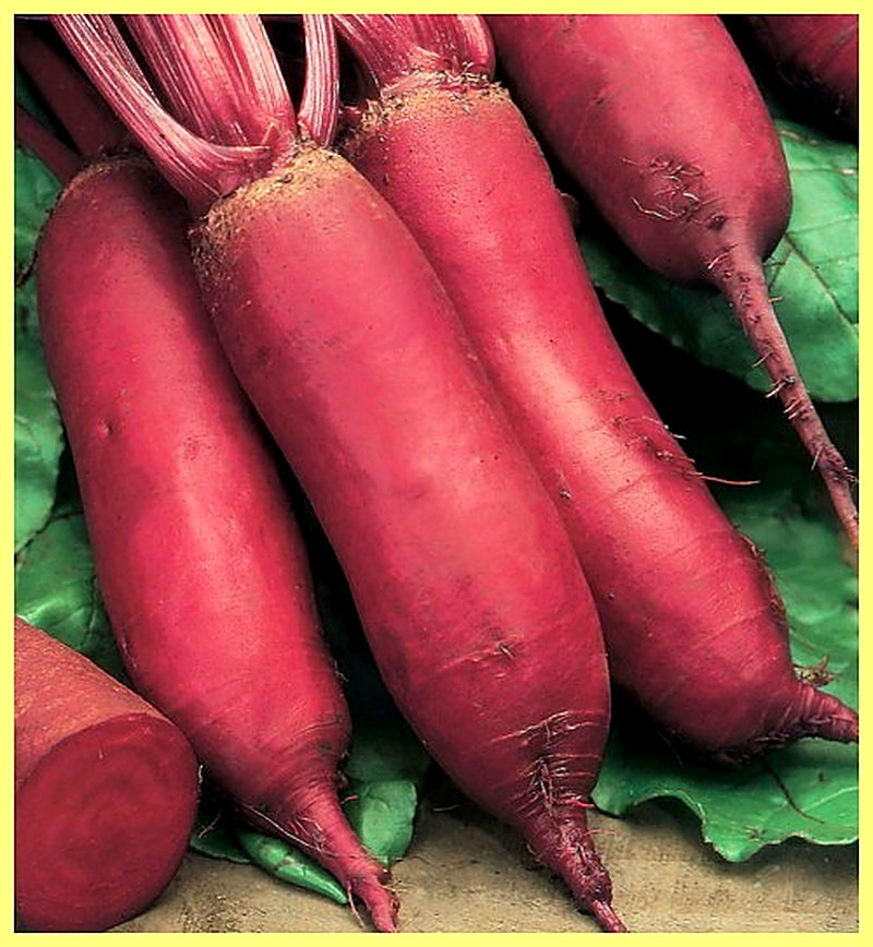 Sort svekly Cilindra foto