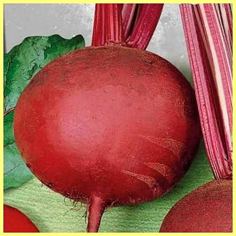 Sort svekly Delikatesnaja foto