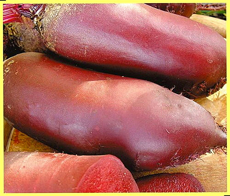 Sort svekly Mona foto