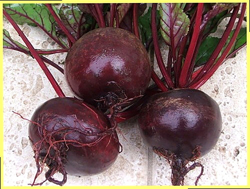 Sort svekly Mulatka foto