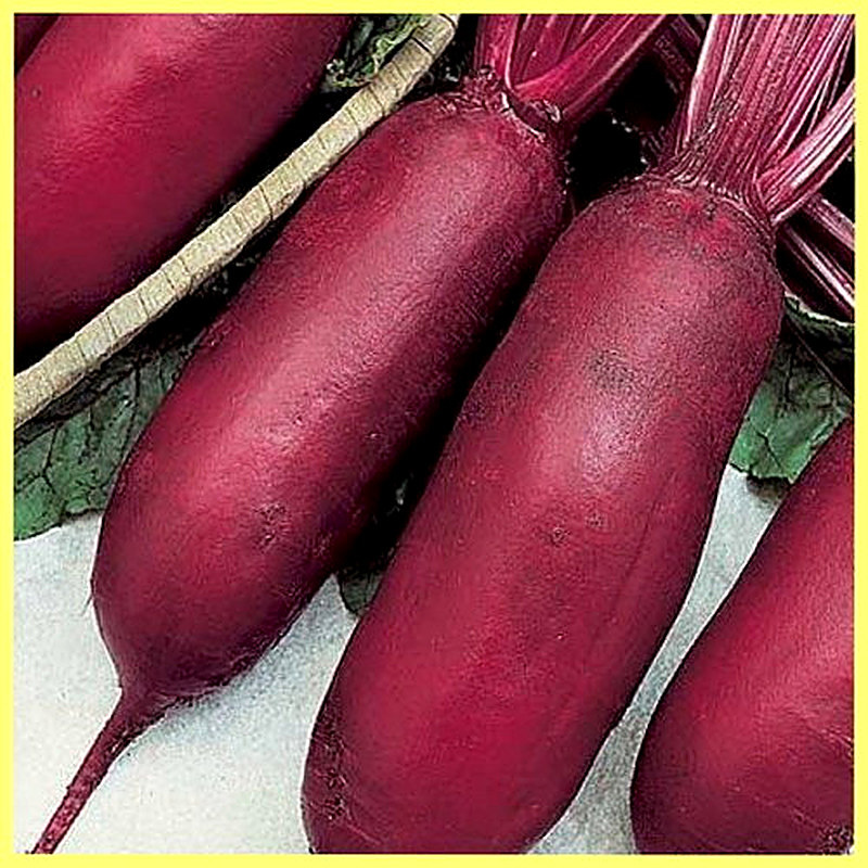 Sort svekly Opol'skaja foto