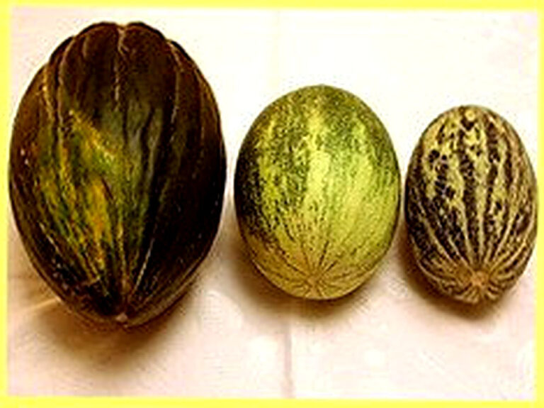 Сорта дыни для средней полосы России