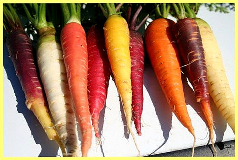 Sorta morkovi s foto i opisaniem