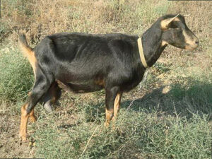 Тоггенбурзкая коза фото