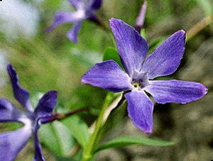 Травянистый барвинок фото