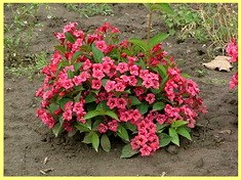 Вейгела посадка и уход в открытом грунте