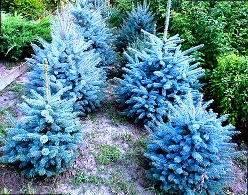 Выращивание голубой ели из семян в домашних условиях