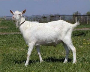 Зааненская коза фото