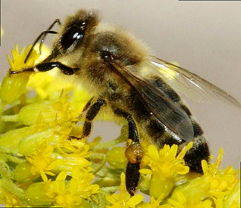 Жёлтые кавказские пчёлы фото