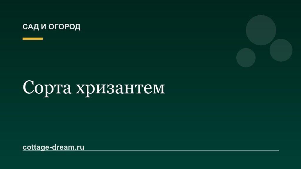 Сорта хризантем: названия и описания