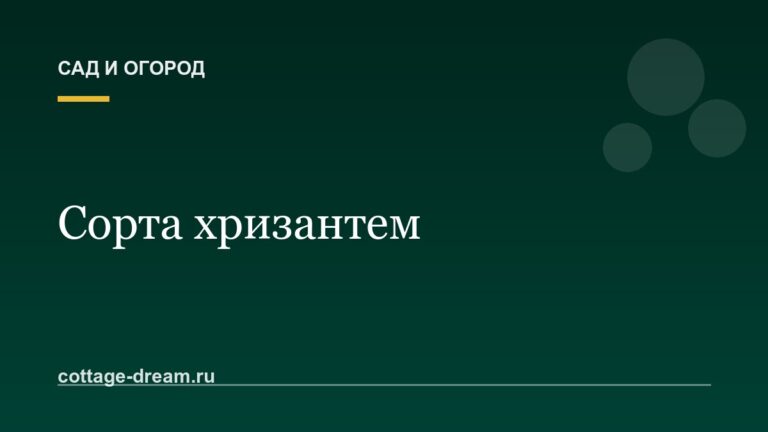 Сорта хризантем: названия и описания