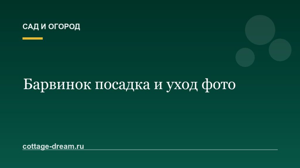 Барвинок посадка и уход фото