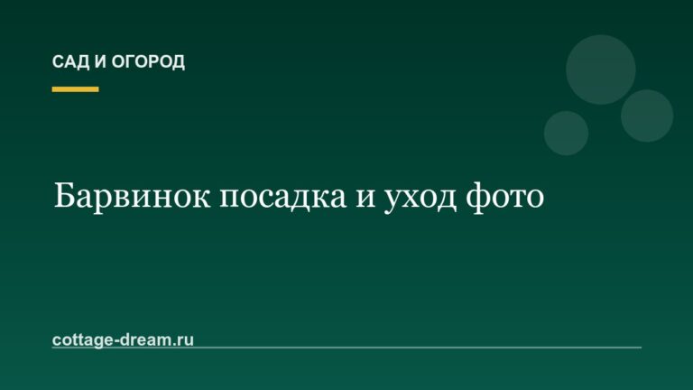 Барвинок посадка и уход фото