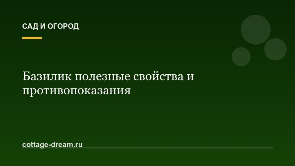 Базилик полезные свойства и противопоказания