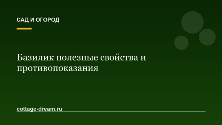 Базилик полезные свойства и противопоказания