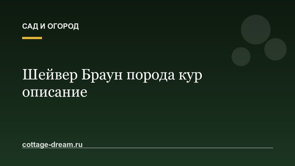 Шейвер Браун порода кур описание