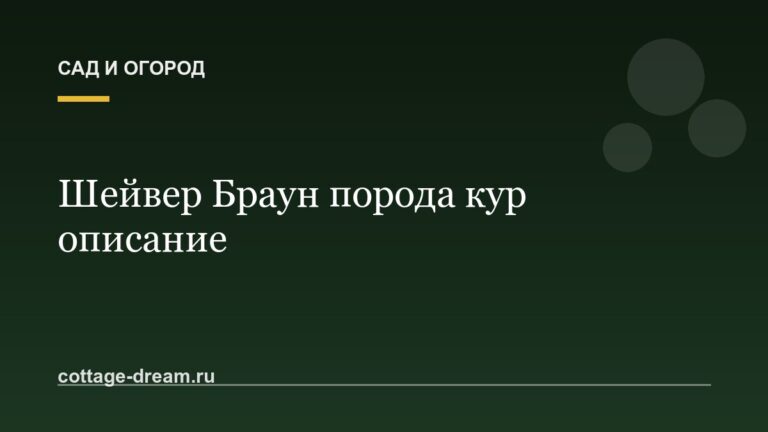 Шейвер Браун порода кур описание