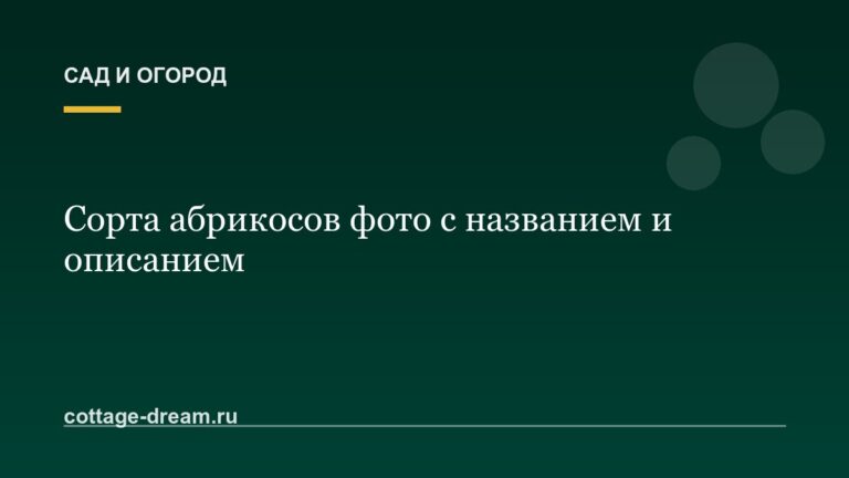 Сорта абрикосов фото с названием и описанием