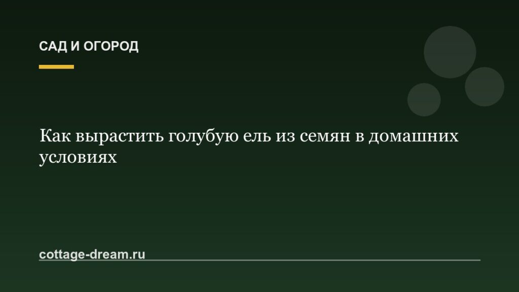 Как вырастить голубую ель из семян в домашних условиях