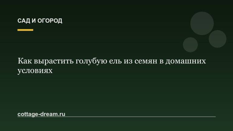 Как вырастить голубую ель из семян в домашних условиях