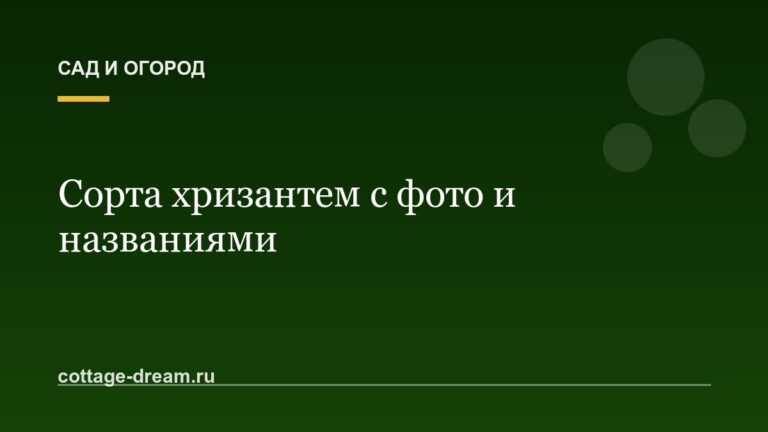 Сорта хризантем с фото и названиями