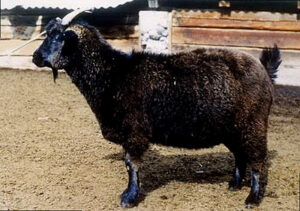 Горноалтайская коза фото