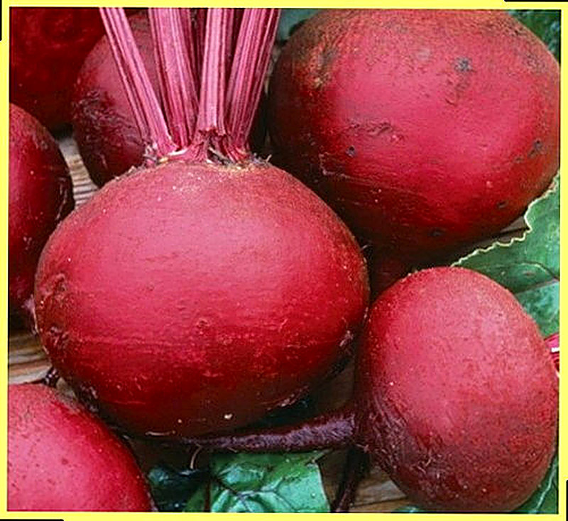 Sort svekly Odnorostkovaja foto