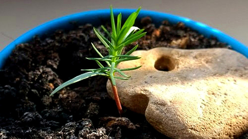 первые ростки голубых елей