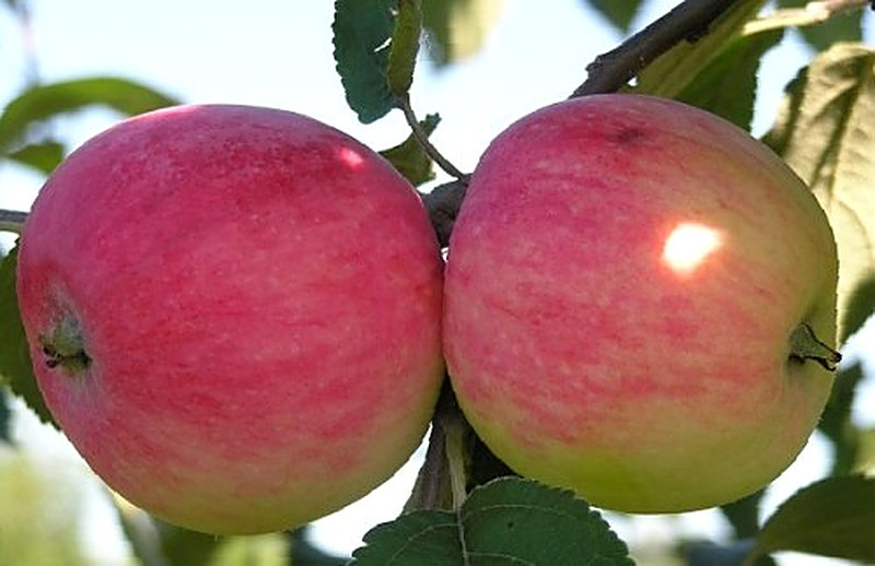 Яблони Мельба фото