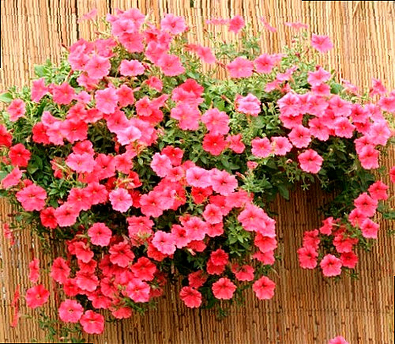 Ампельная петуния фото