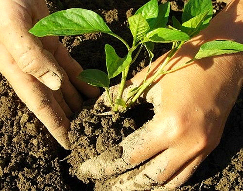 Болгарский перец посадка на рассаду