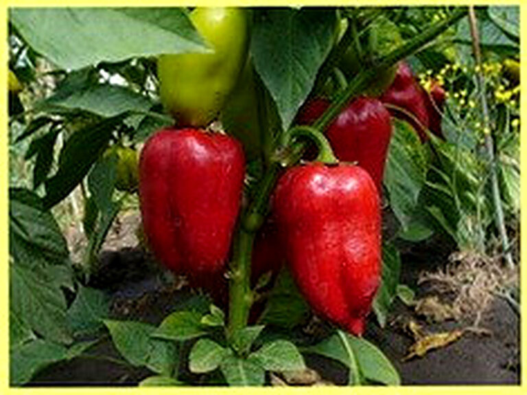 Болгарский перец выращивание и уход