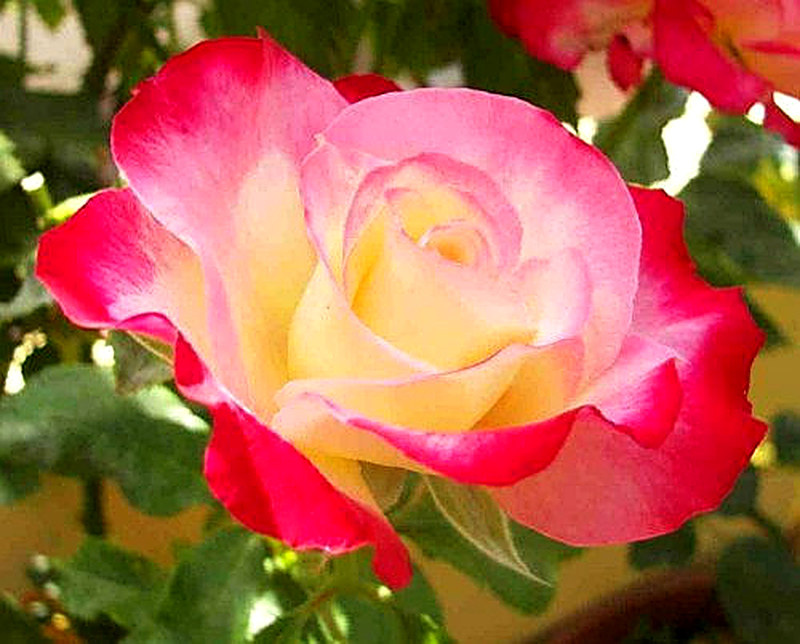 Чайно-гибридные розы фото