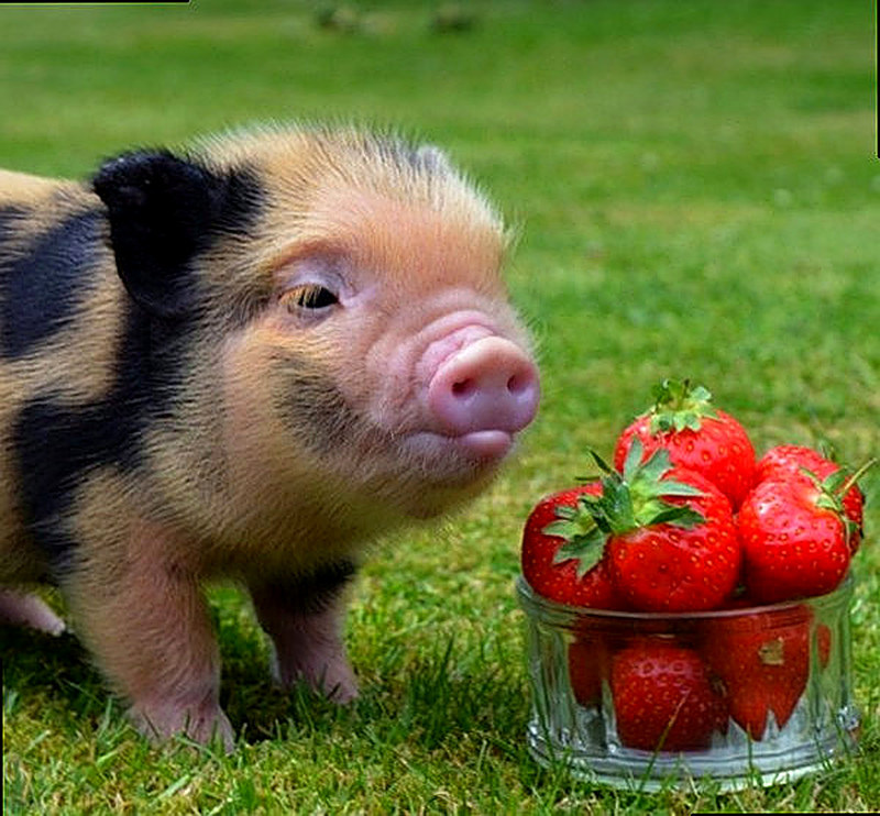 Чем кормить вьетнамских поросят в домашних условиях