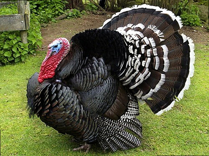 Индюки разведение содержание уход в домашних условиях