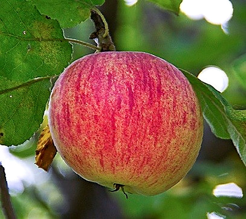 Яблони Штрейфлинг фото