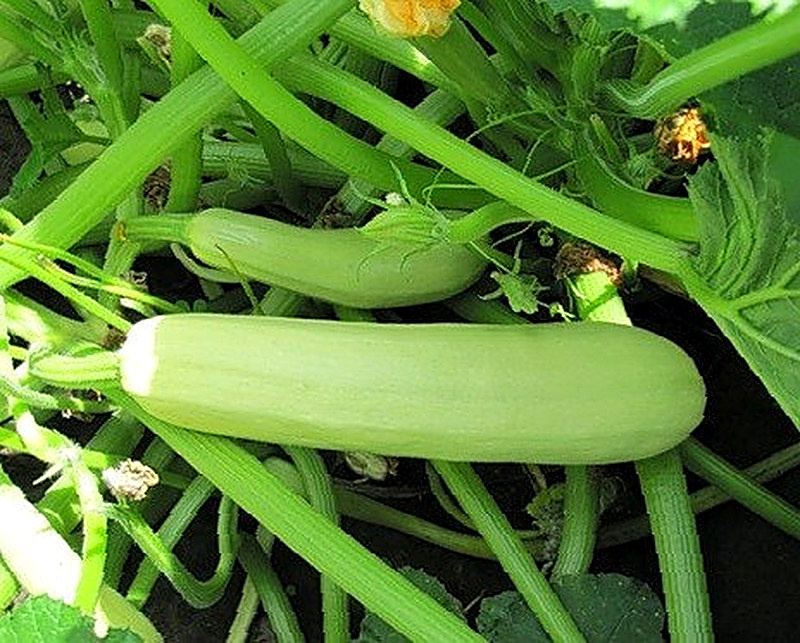 Кабачки Грибовские 37 фото