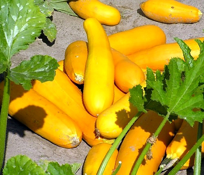 Кабачки Золотинка фото