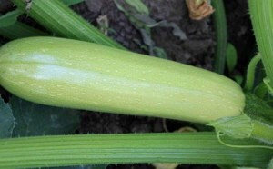 Кабачок Ардендо 174 F1 фото