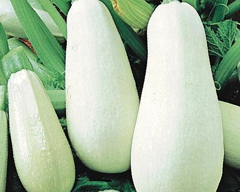 Кабачок Белоплодный фото