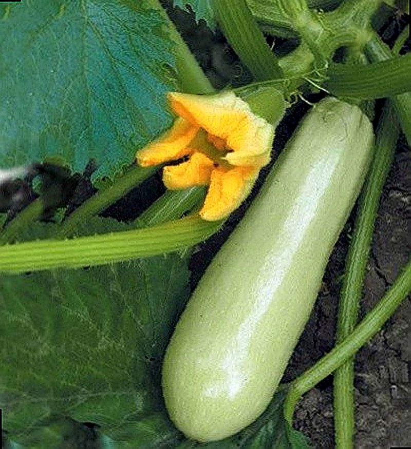 Кабачок Чаклун фото