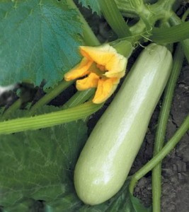 кабачок чаклун фото