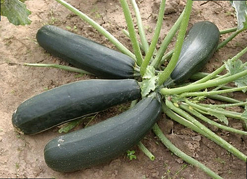 Кабачок Фараон фото