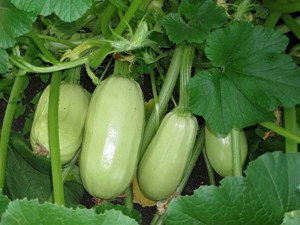 Кабачок Грибовский 37 фото
