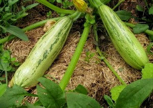 Кабачок Куанд фото